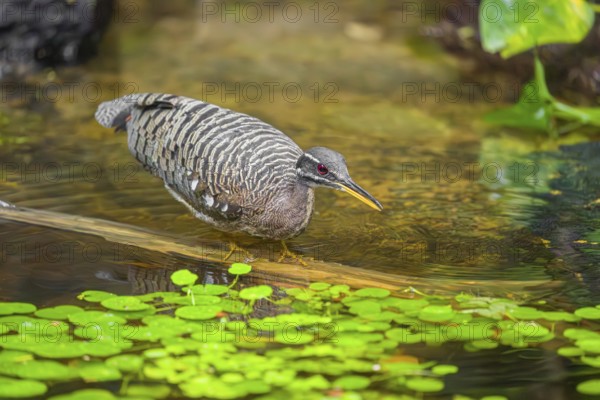A sunbittern (Eurypyga helias) walks through a shallow creek in a forest searching for food
