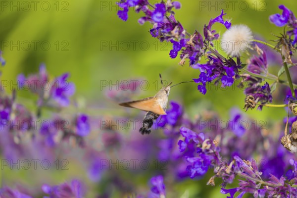 A hummingbird hawk-moth (Macroglossum stellatarum) hovering to drink from a blossom