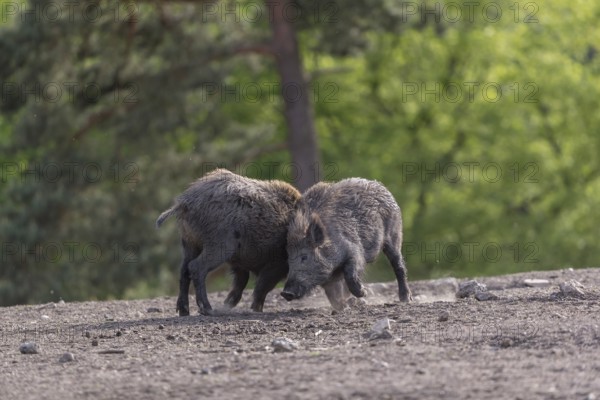 Two young wild boar or wild pig (Sus scrofa), play fighting on an opening, with a green forest in