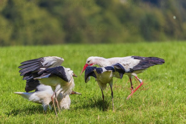 A white stork (Ciconia ciconia) family looking for food on a green meadow