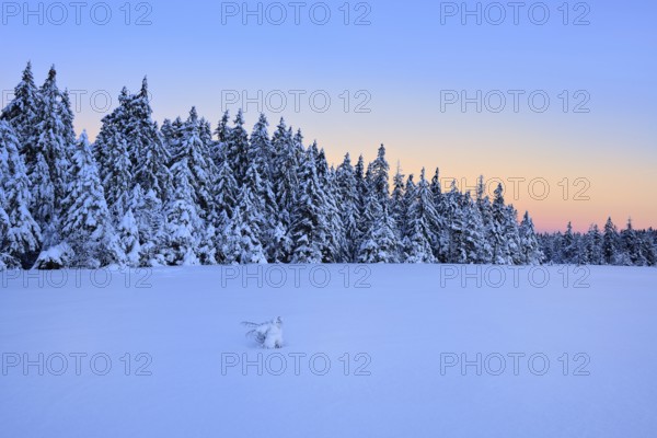 Deep snow-covered forest at dawn, unspoilt winter landscape with dawn, near Torfhaus, Harz National