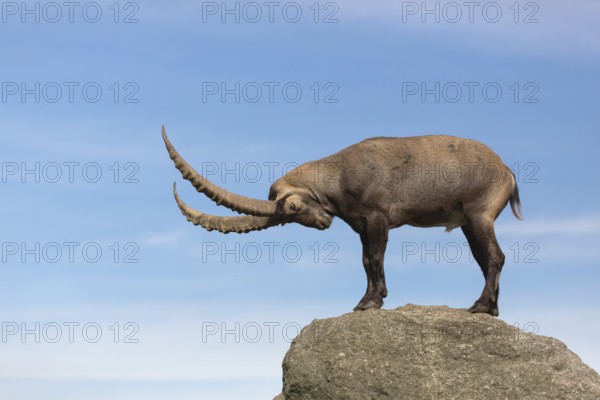 One adult ibex (Capra ibex) standing on a rock like a statue with blue sky behind him on 2500 m sea