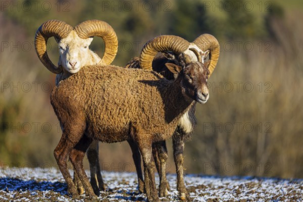 Three snow sheep (Ovis nivicola), or Siberian bighorn sheep stand on a snow covered meadow