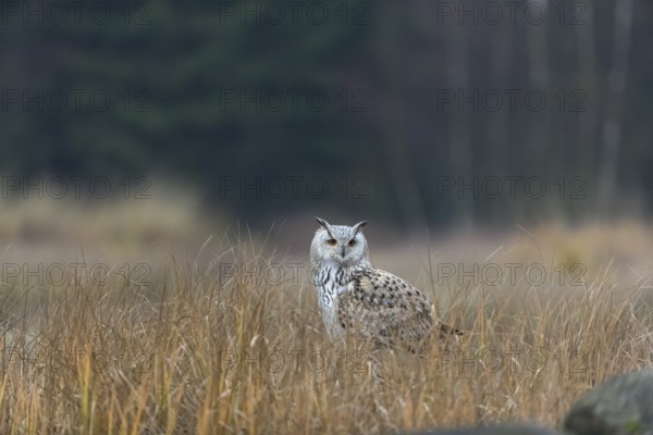 One Siberian Eagle Owl (Bubo bubo sibiricus) sitting on the ground between tall reed grass