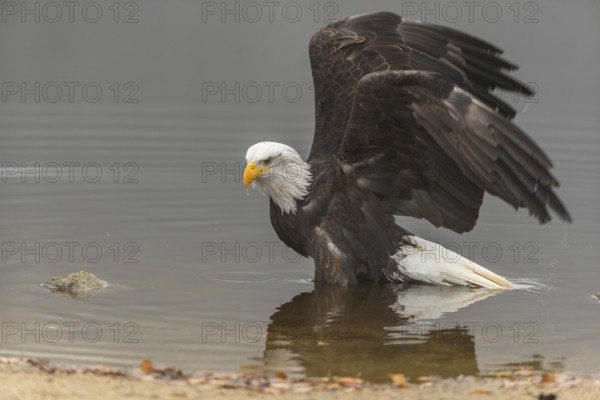 One Bald Eagle, Haliaeetus leucocephalus, standing in the shallow water ashore a small pond on a