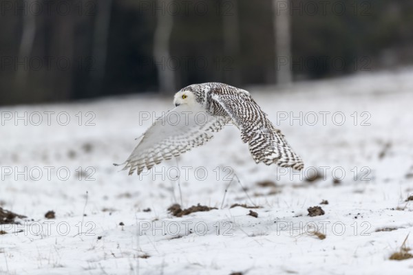 One snowy owl, Bubo scandiacus, Bubo scandiaca, Nyctea scandiaca flying over a snowy meadow with a