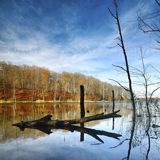 Autumn at Schweingartensee, dead tree trunks on the shore, Müritz National Park, Serrahn sub-area,