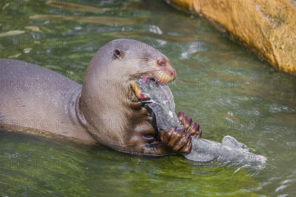 A giant otter or giant river otter (Pteronura brasiliensis) sits in the shallow water of a small