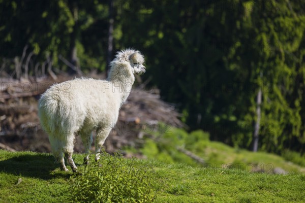 One freshly shorn alpaca (Vicugna pacos) stands in a meadow in front of a dark forest