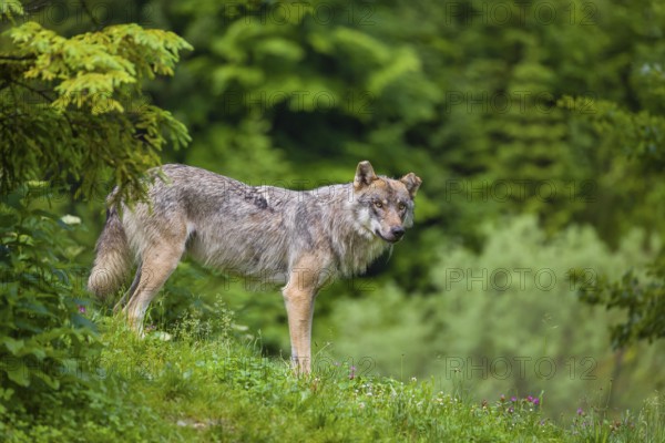 A eurasian gray wolf (Canis lupus lupus) stands on a grassy hill with a green forest in the