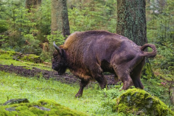 Shitting bull. An adult male European bison (Bison bonasus) stands in a clearing in a dense forest