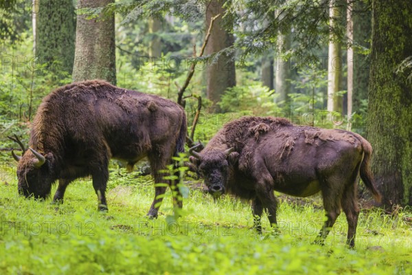 An adult male and female European bison (Bison bonasus) stand in a clearing in a dense forest