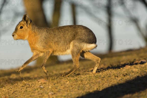One Patagonian mara (Dolichotis patagonum) walks over a dry meadow in early morning light