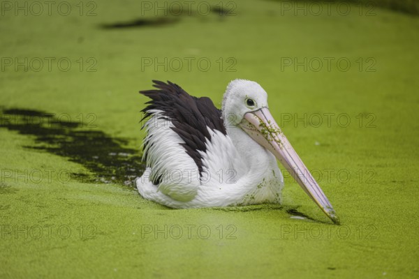 An Australian pelican (Pelecanus conspicillatus) swims in a duckweed-covered pond