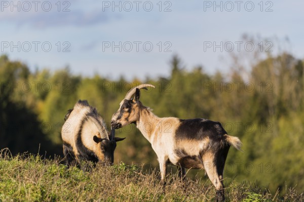 Two female peacock goats (Capra aegagrus f. hircus) stand on a meadow. A forest is in the distant