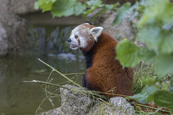 One red panda, Ailurus fulgens, sitting riverside on a rock, framed by green leafs. Some bamboo