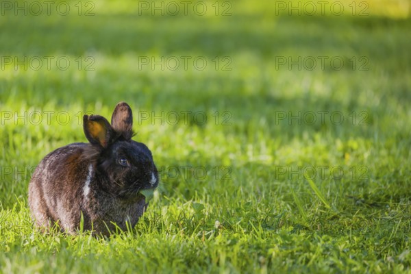 One feral domestic rabbit (Oryctolagus cuniculus domesticus) sits on a meadow and eats grass