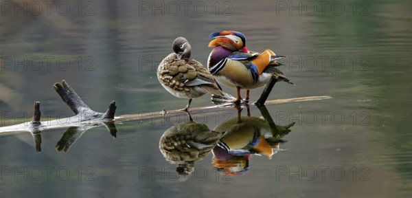 Mandarin ducks (Aix galericulata), male and female, standing on tree trunk, reflection, Hechtsee,