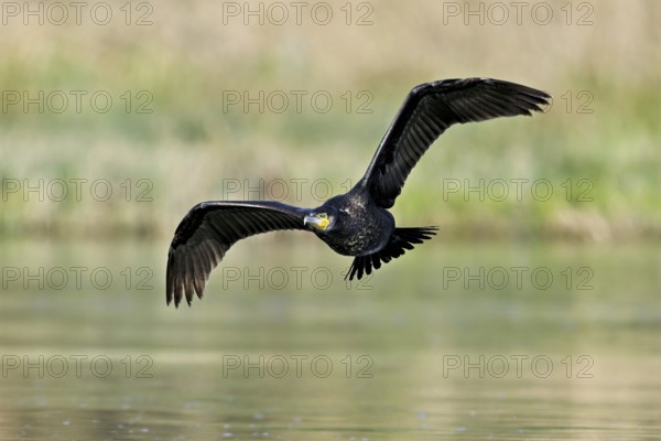 Cormorant (Phalacrocorax carbo), in flight, shallow lake, nature reserve, Reuss valley, Canton
