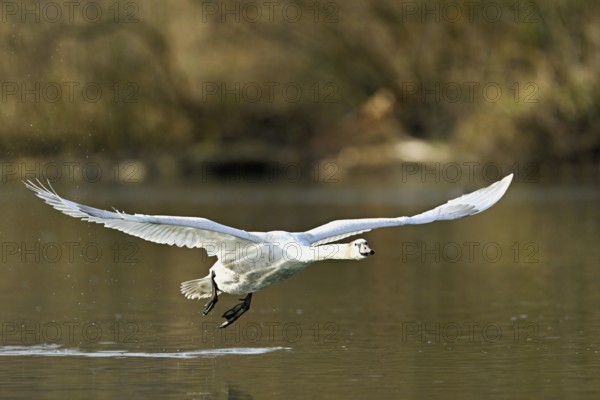 Mute swan (Cygnus olor), taking off from the water, Flachsee, nature reserve, Reusstal, Canton