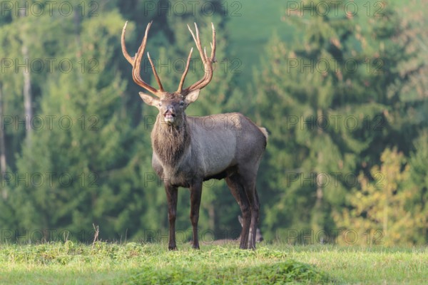 An Altai maral stag (Altai wapiti or Altai moose) (Cervus canadensis sibiricus) stands flehming on