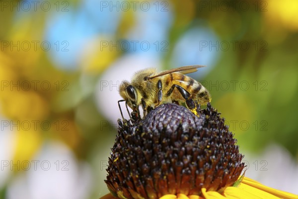 European honey bee (Apis mellifera), collecting nectar from a yellow coneflower (Echinacea