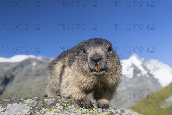One adult Alpine Marmot, Marmota marmota, standing on a rock. Grossglockner Mountain in the distant