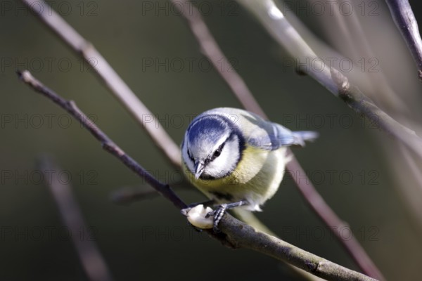 Blue tit (Cyanistes caeruleus), close-up, songbird, bird feeder, winter, A blue tit sits on a