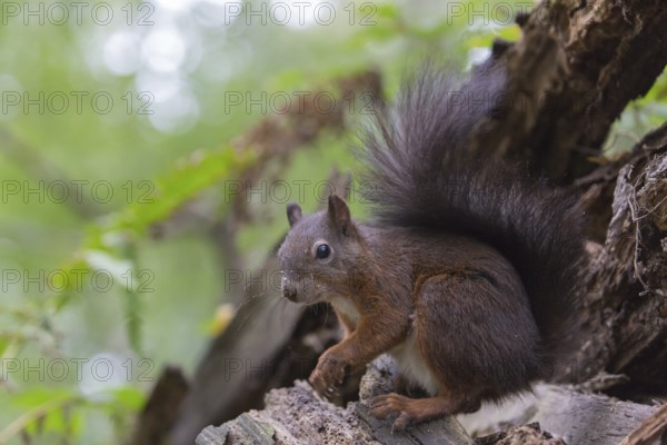 One Red squirrel or Eurasian red squirrel (Sciurus vulgaris) feeding on peanut. Trees in the