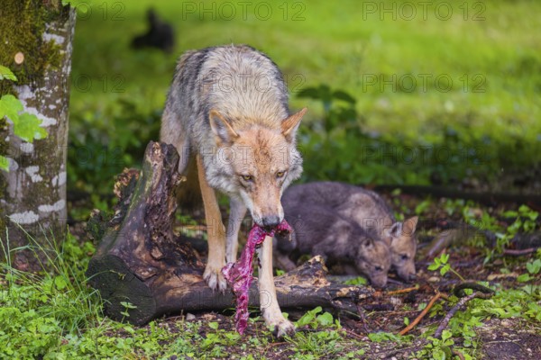 A female Eurasian Grey Wolf (Canis lupus lupus) feeds her pups with meat that he chokes out
