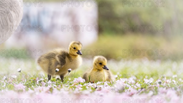 Canada goose chicks (Branta canadensis) two in the grass, one standing, the other sitting,