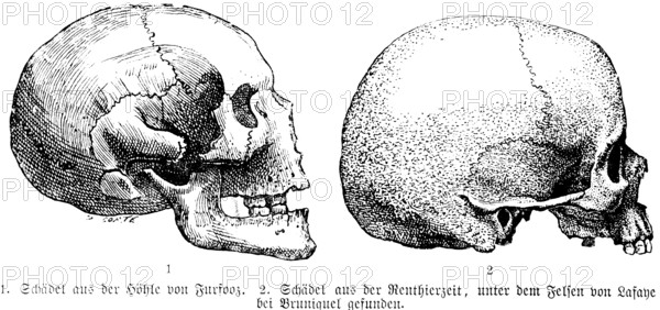 Side view of various skulls from different excavations, cave of Furfooz in Belgium, rocks near