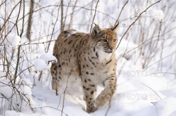 A lynx moves through the snowy forest, the surroundings appear calm and wild, Carpathian lynx (Lynx