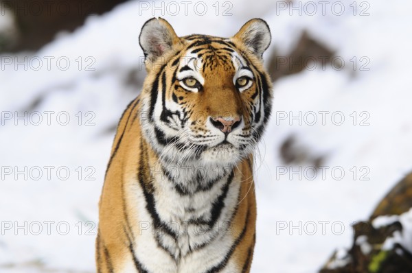 A tiger walks through the snow, its gaze intense and attentive. Winter atmosphere, Siberian tiger