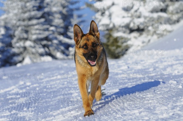 A shepherd dog runs through the snowy forest, under blue sky and sunshine, German Shepherd Dog,