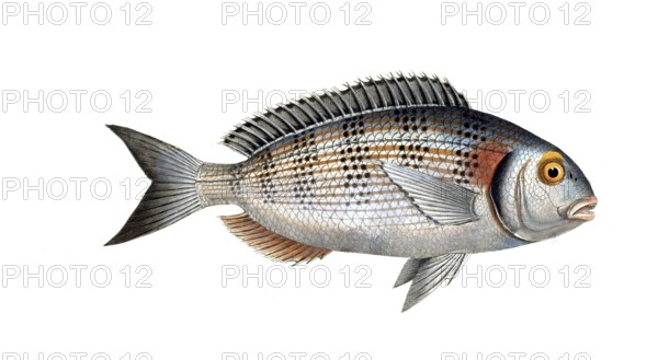 Fish, Fish, Sea bream family, Sparus aurata, Gilt-head, Historical, digitally restored reproduction