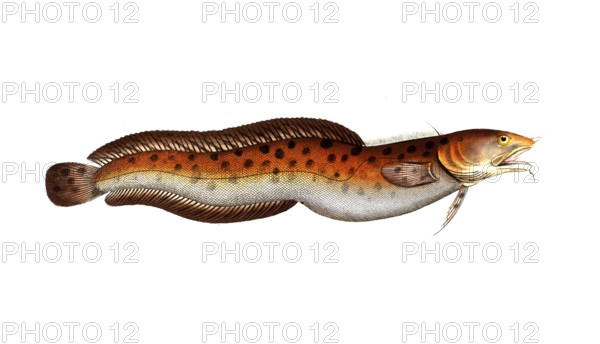 Fish, Fish, Family of cod, Gadus tricirratus, the Sea-Loche, Historical, digitally restored
