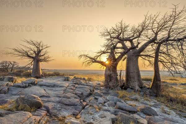 African baobab (Adansonia digitata), several trees at sunrise, sun star, Kubu Island (Lekubu), Sowa