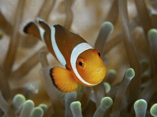 A single Ocellaris Clownfish (Amphiprion ocellaris), Nemo, swimming close to the camera, its