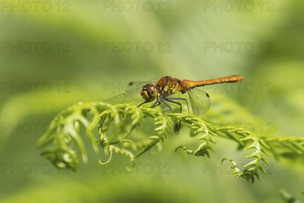 Common darter dragonfly (Sympetrum striolatum) adult female insect on a Bracken plant leaf in the