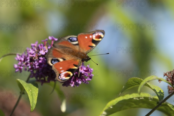 Peacock butterfly (Aglais io) adult insect feeding on garden Buddleja flowers in summer, England,