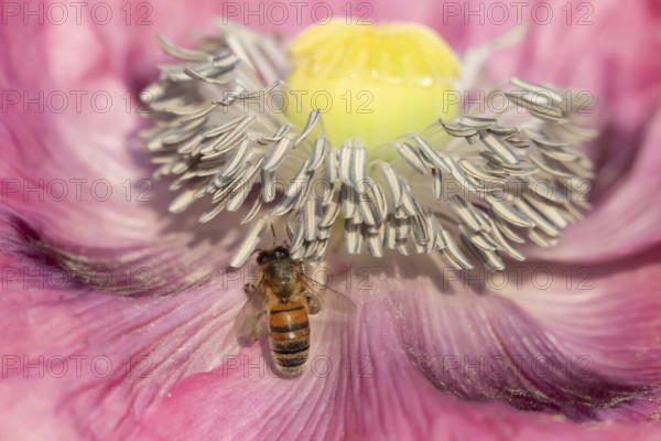 Honey bee (Apis mellifera) adult insect feeding on a poppy flower in an urban garden in summer,