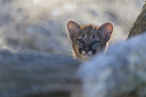 One cougar kitten, Puma concolor, frontal portrait backlit on frozen forest ground