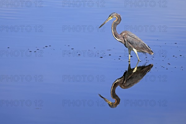 Tricoloured Heron (Egretta tricolor), adult, in the water, foraging, Merritt Island, Black Point