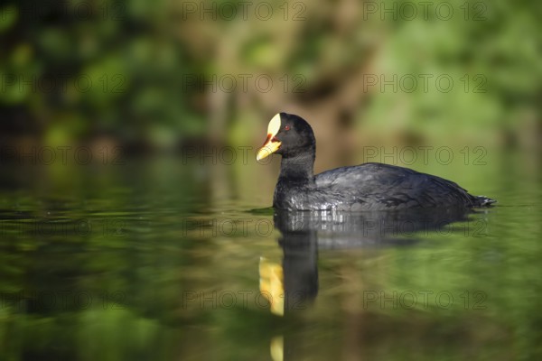 Yellow-billed coot (Fulica armillata) swimming in a park in Buenos Aires, Argentina, South America