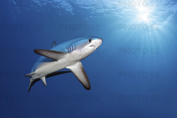 Common thresher, shark, (Alopias vulpinus), fish, from below, swims in the open sea in the