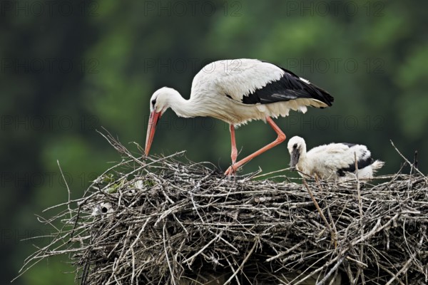 White stork (Ciconia ciconia), adult with chicks standing on eyrie, Canton Aargau, Switzerland,