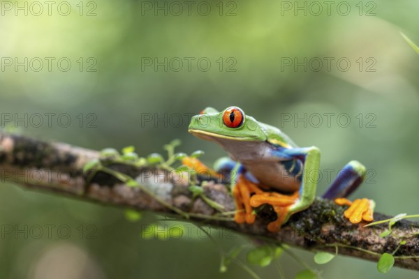 Red-eyed tree frog (Agalychnis callidryas), frogs (Rana), Alajuela, Costa Rica, Central America