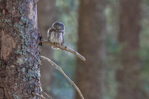 Pygmy Owl (Glaucicium passerinum), sitting on the branch of a tree, Pirchner Ast, Schwaz, Tyrol,