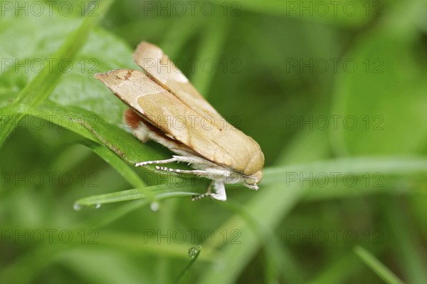 Noctua fimbriata (Noctua fimbriata), butterfly, owl moth, leaf, The Noctua fimbriata sits on a